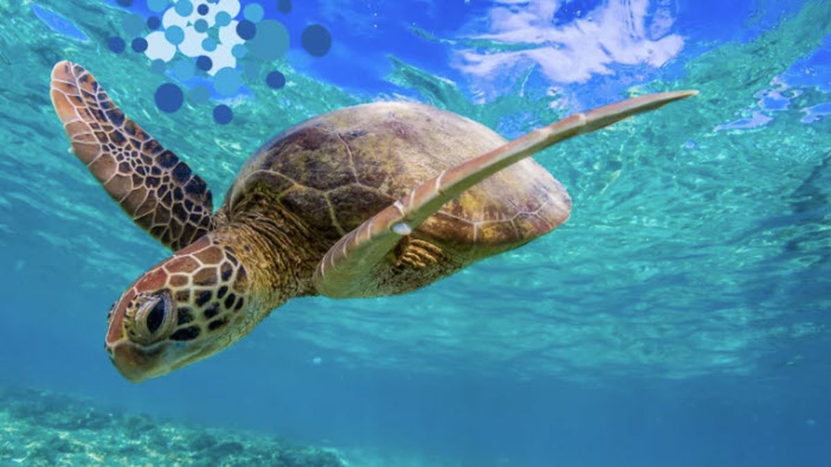 Image of Mon Repos Turtle